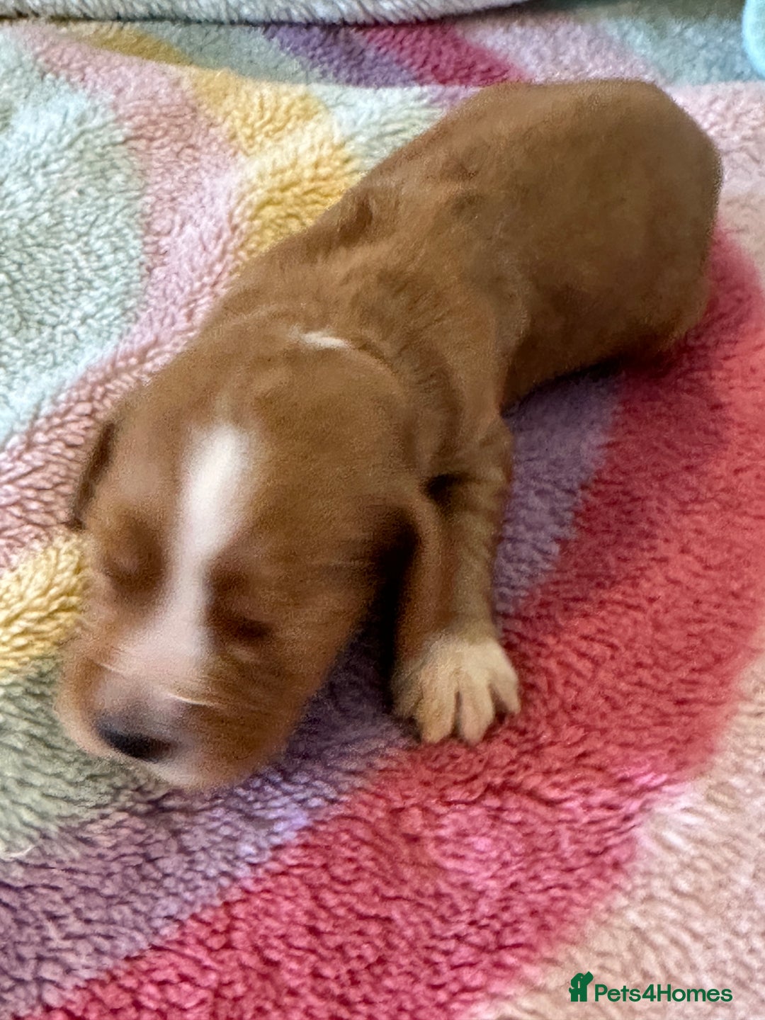 Cocker Spaniel dogs for sale: Kc cocker spaniels  - Image 13