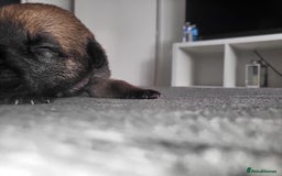 Mixed Breed dogs for sale: Beautiful Ridgeback Staffy x Rottweiler Puppies - Advert 33