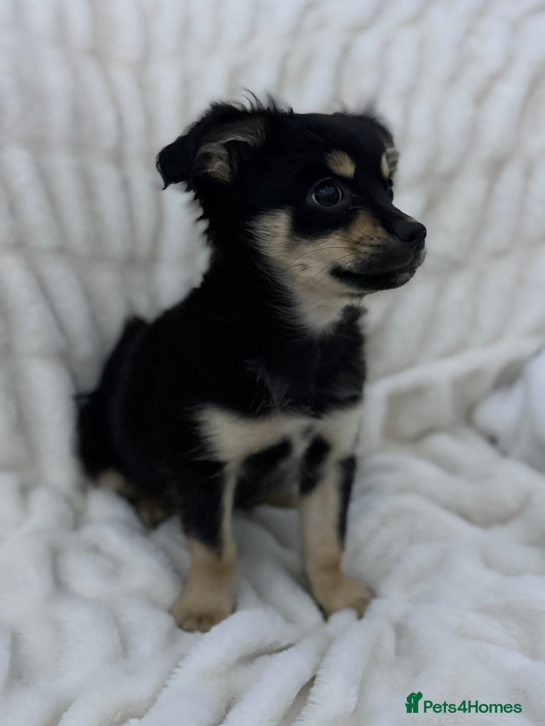 Pomchi dogs for sale: Cute pomchi boy - Advert 1
