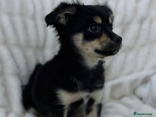 Pomchi dogs Cute pomchi boy - Advert 1