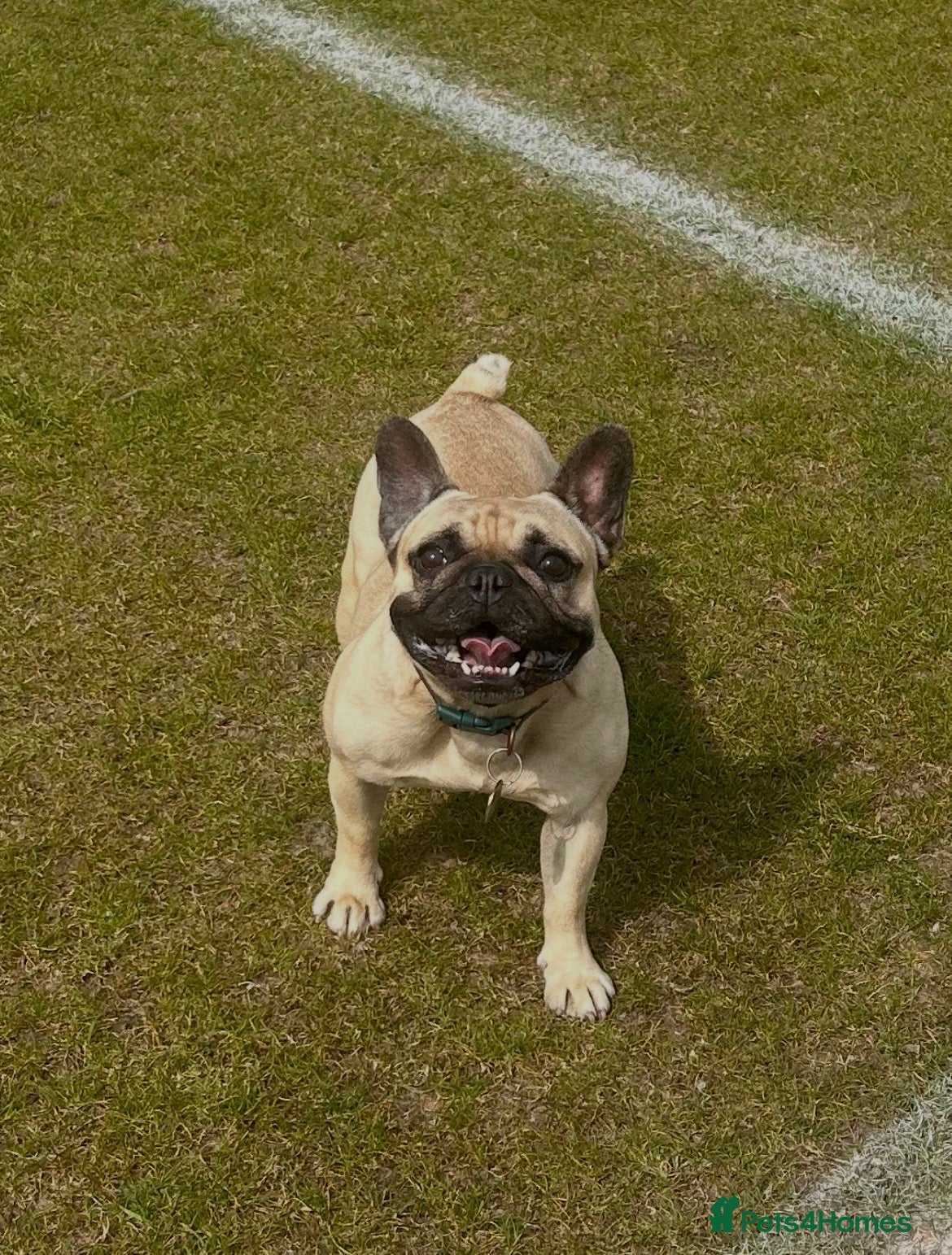 French Bulldog dogs Female French Bulldog  - Advert 2