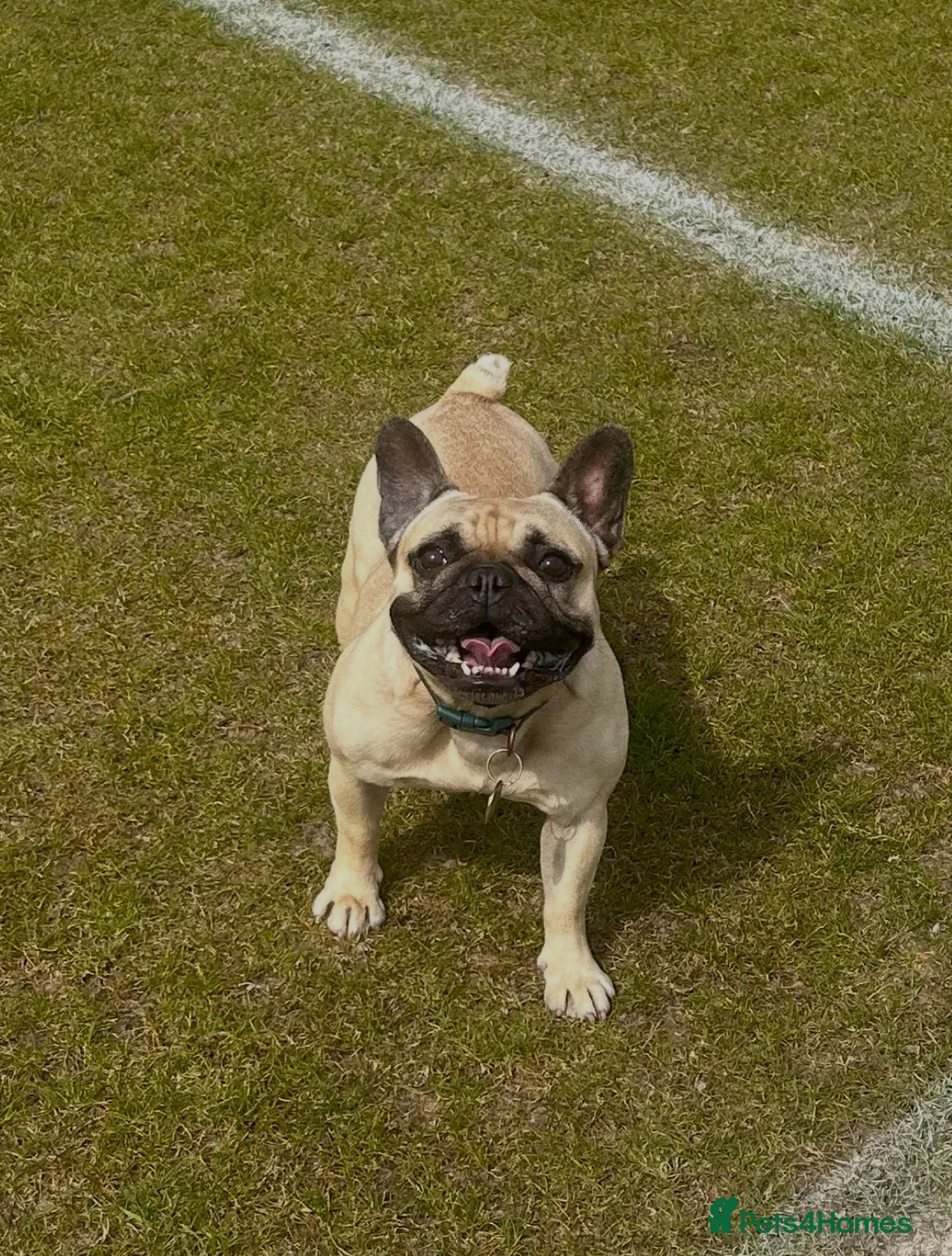 French Bulldog dogs for sale: Female French Bulldog  - Advert 2