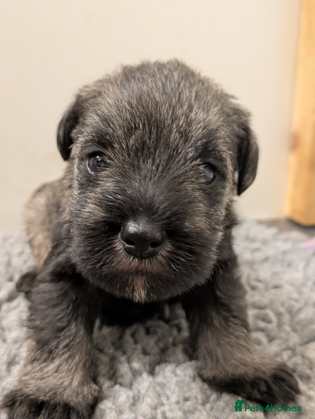 Miniature Schnauzer dogs for sale: Fully Health Tested Clear Miniature Schnauzer Boy - Advert 3