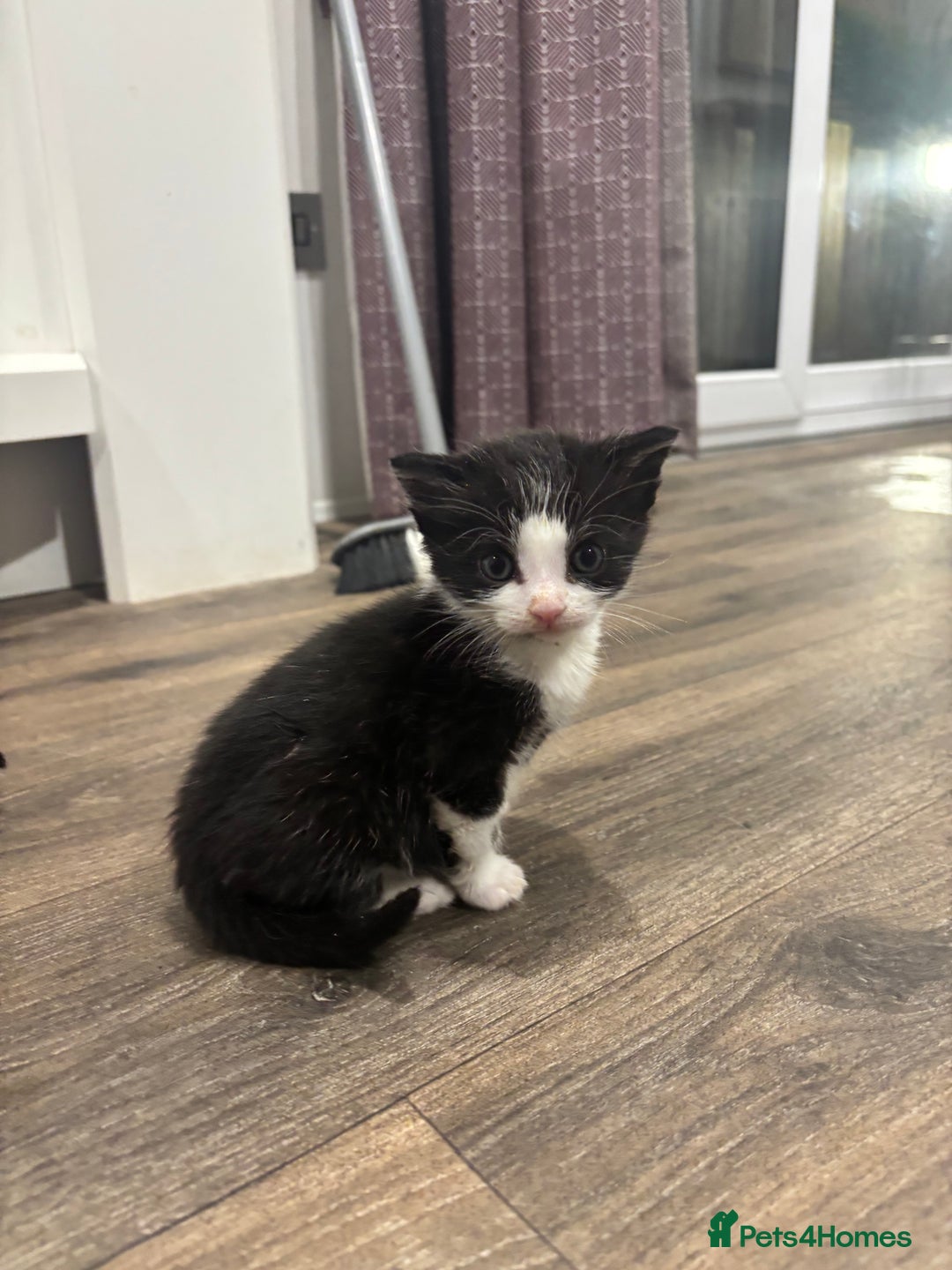 British Shorthair cats for sale: Four hand reared kittens Please read the info - Advert 15