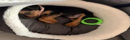 Lakeland Terrier dogs for sale: Lakeland terrier  - Advert 2