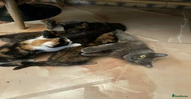 British Shorthair cats - Advert 13
