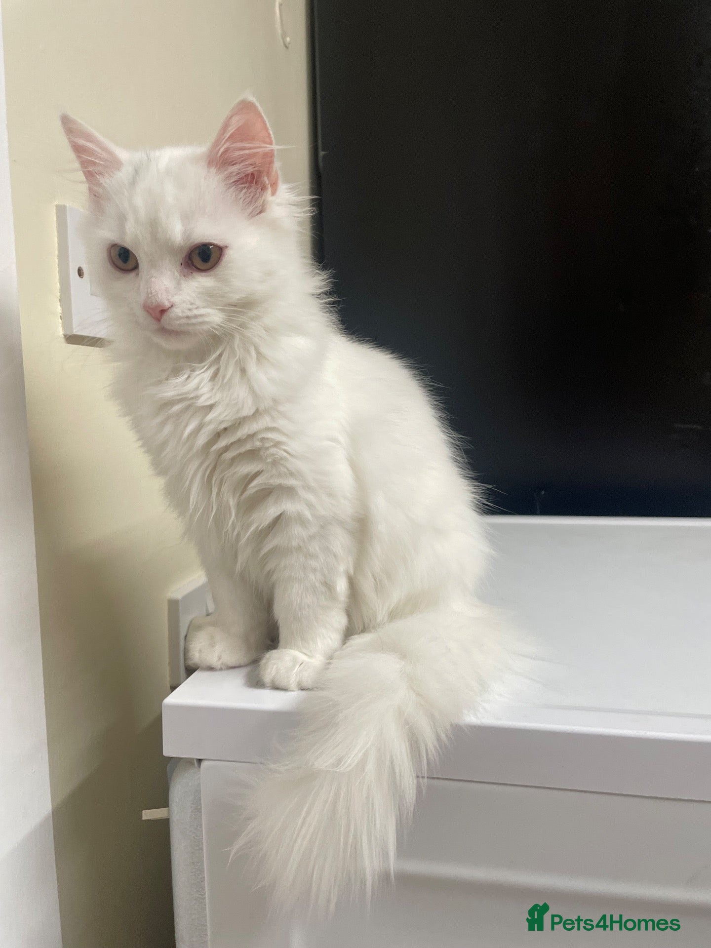 Mixed Breed cats  Persian kittens for sale  - Advert 15