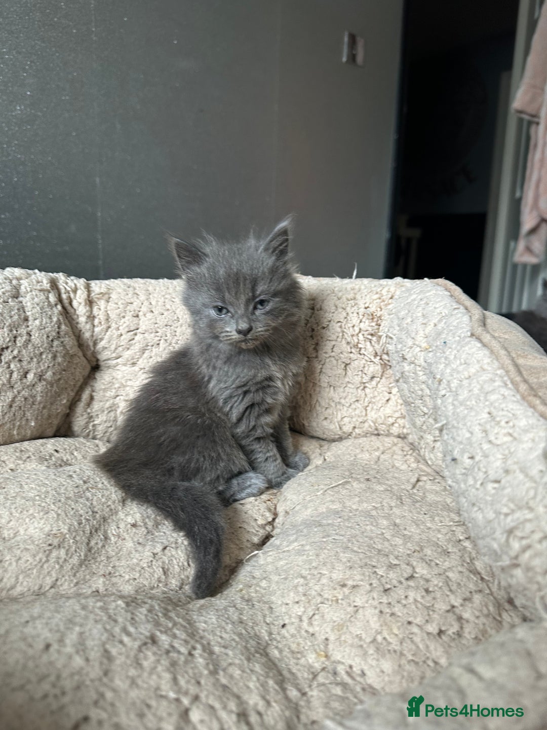 Maine Coon cats for sale: Gray Kittens  - Advert 7