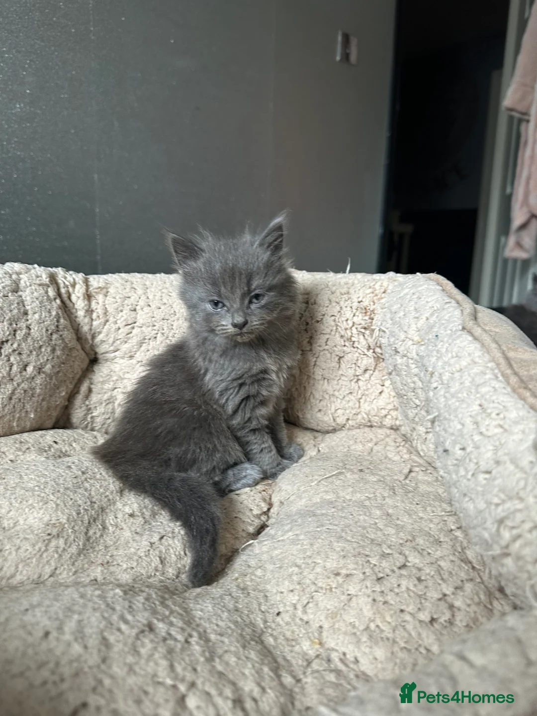 Maine Coon cats for sale: Maine coon cross Kittens 🐱  - Advert 5