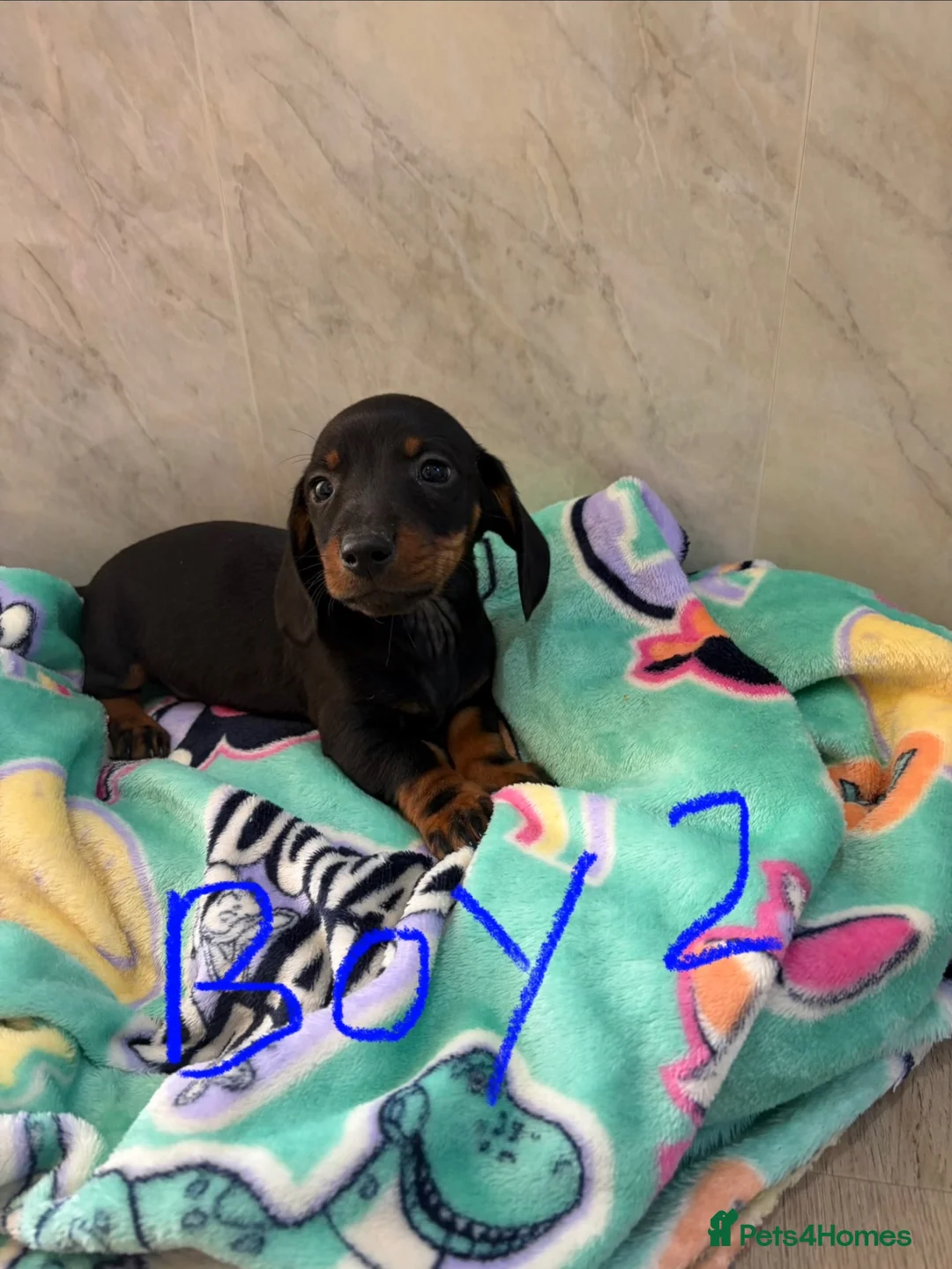 Dachshund dogs for sale: Dachshund puppies ready to go! in Scunthorpe - Advert 2