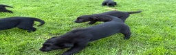 Border Collie dogs for sale: Fabulous Border Collie x Labrador Puppies - Advert 5