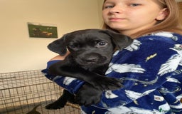 Labrador Retriever dogs for sale: Beautiful Lab girls for sale. Black and fox red.  - Image 3