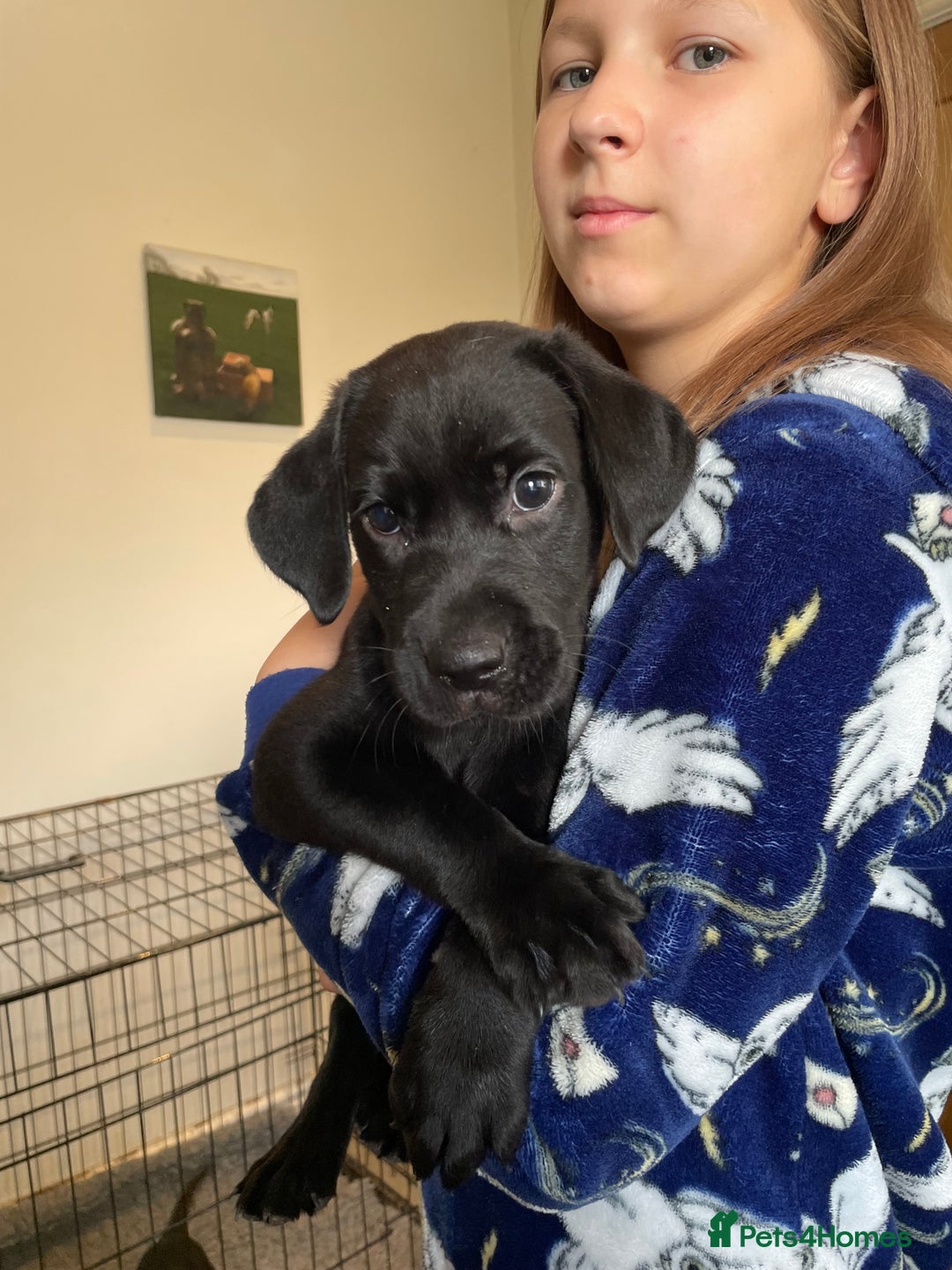 Labrador Retriever dogs for sale: Beautiful Lab girls for sale. Black and fox red.  - Image 3