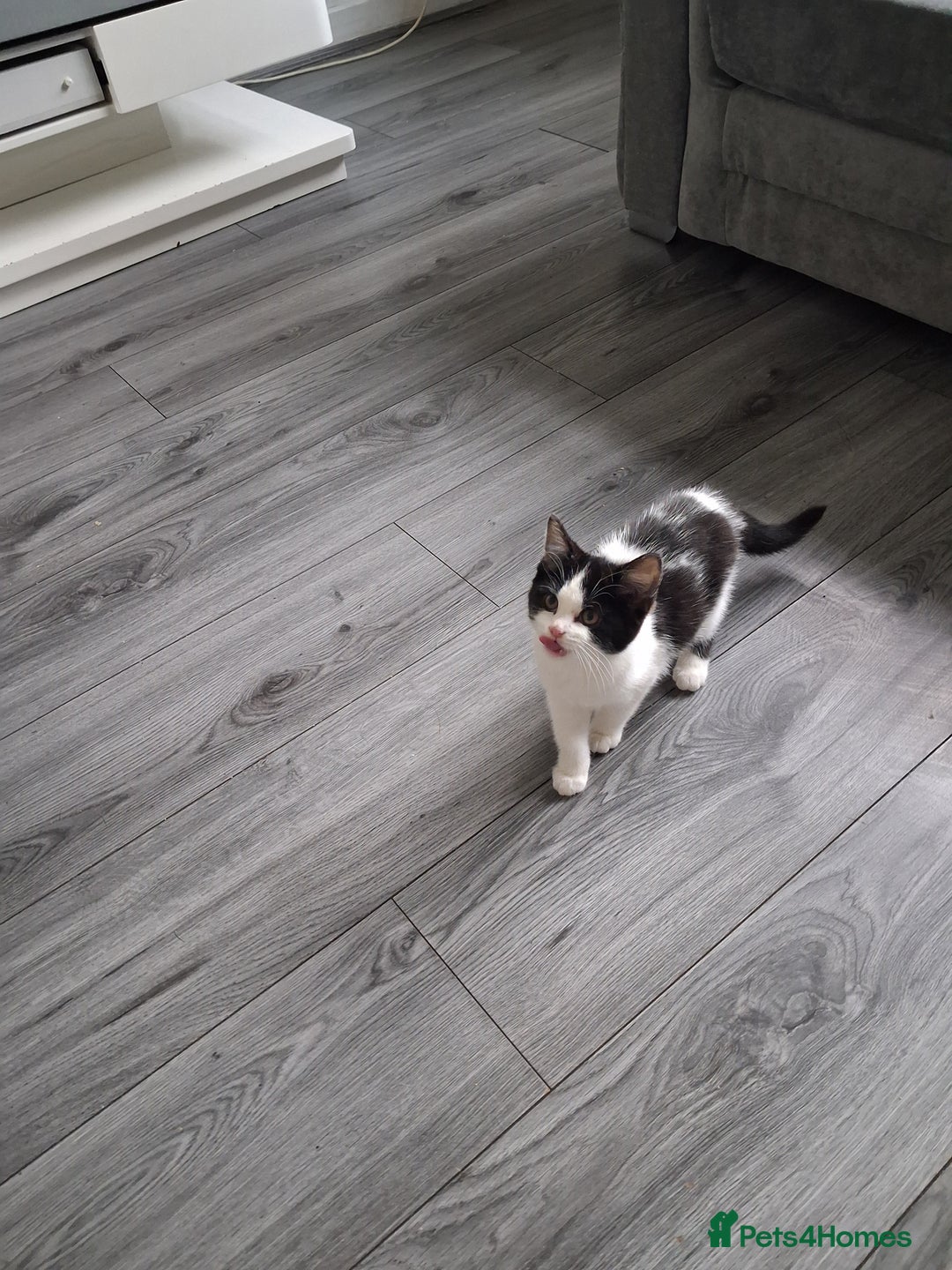 British Shorthair cats for sale: British Shorthair kitten  - Advert 2