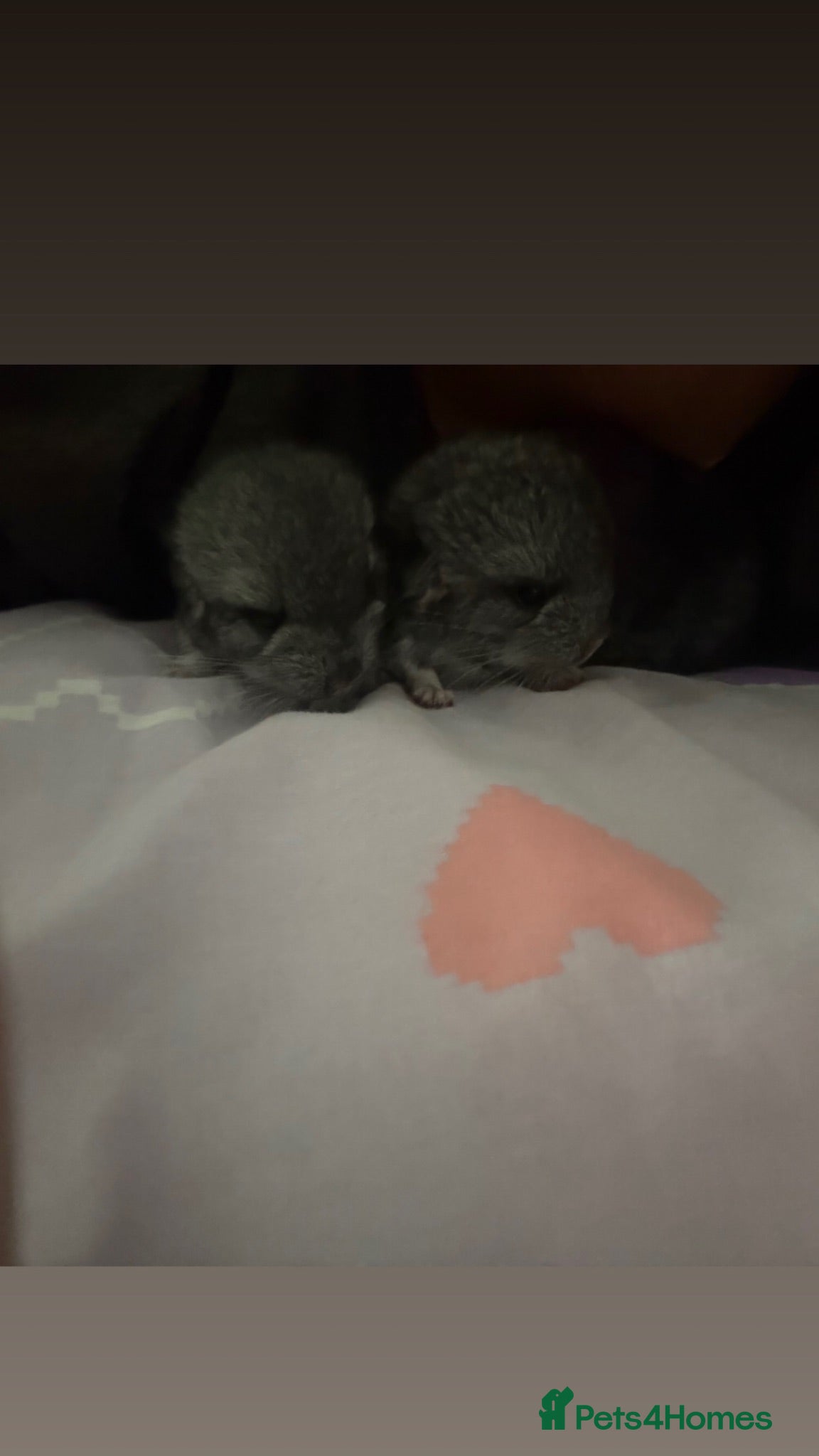 Chinchilla rodents 2 female chinchillas  - Advert 1