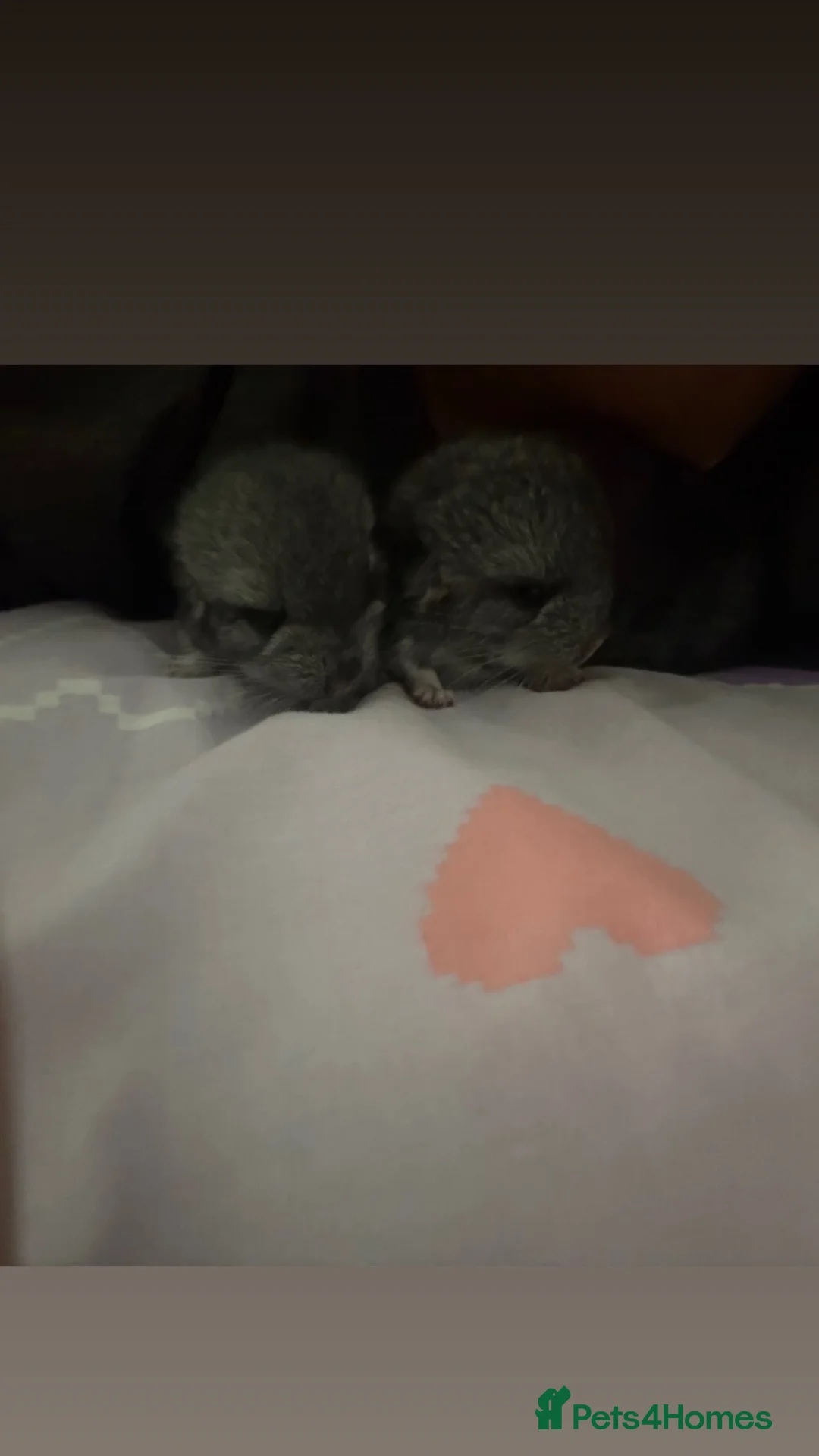 Chinchilla rodents for sale: 2 female chinchillas  - Advert 1