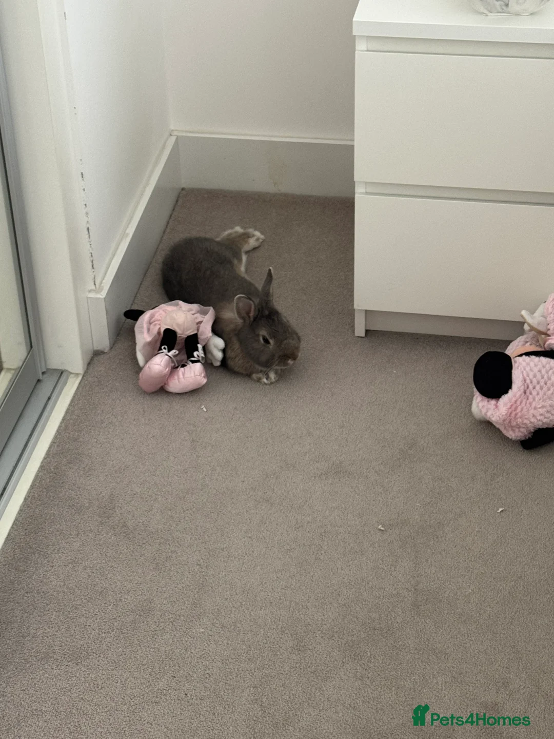 Netherland Dwarf rabbits for sale: Loving home for Pecan 🤍🐰 - Advert 4