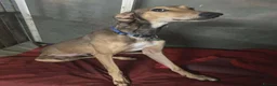 Lurcher dogs for adoption: ODIN, male lurcher in rescue - Advert 2