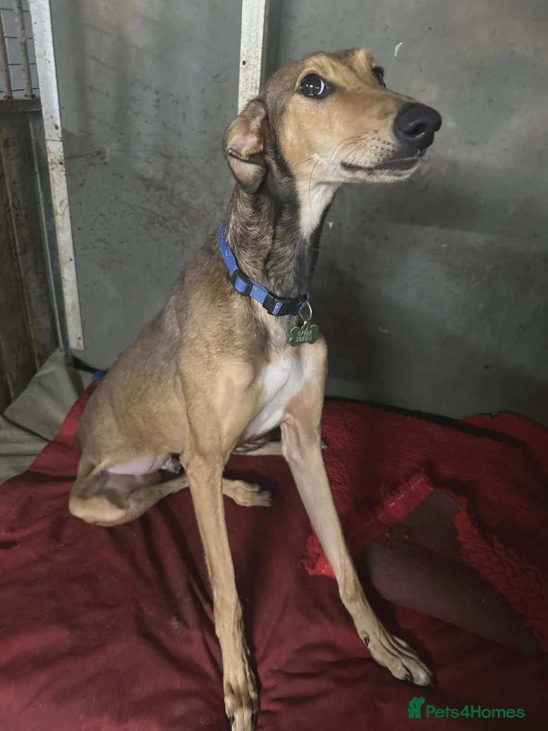 Lurcher dogs for adoption: ODIN, male lurcher in rescue - Advert 2