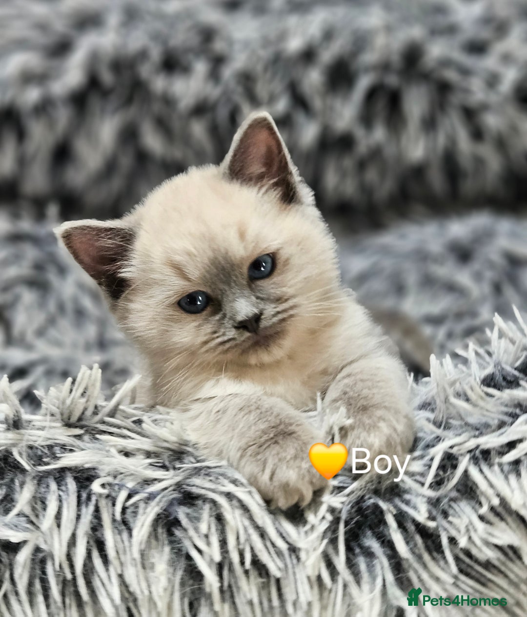 Ragdoll cats for stud: HANDSOME BOY-BLUE MITTED GCCF /TICA  AVALIABLE  - Advert 18