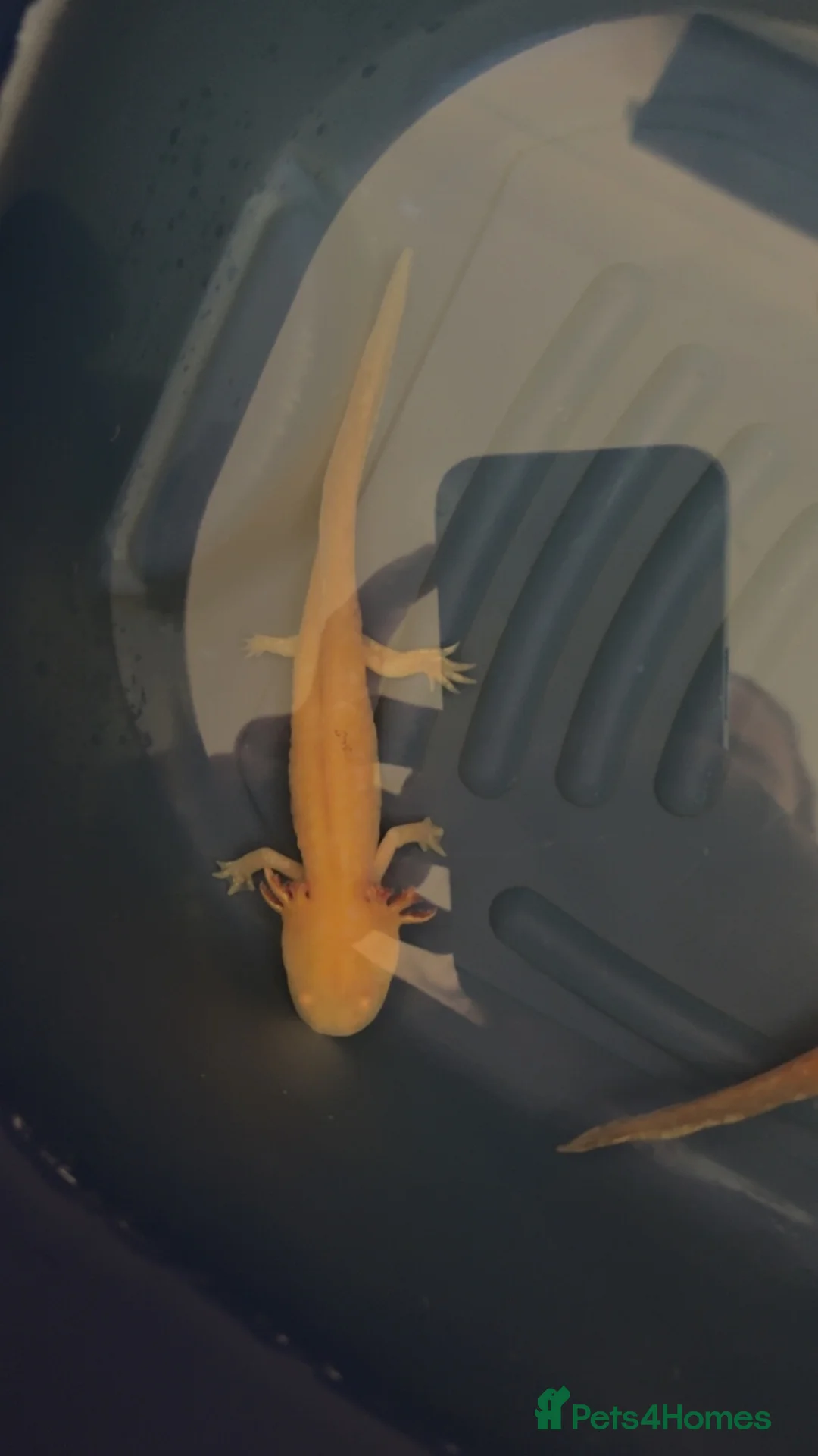 Axolotl reptiles for sale: 2 Axolotls  in Newcastle upon Tyne - Advert 2
