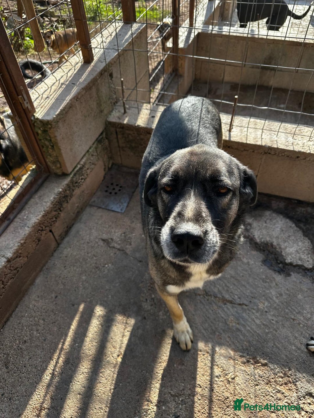 Mixed Breed dogs for adoption: Tully is patiently waiting for a family! - Advert 2