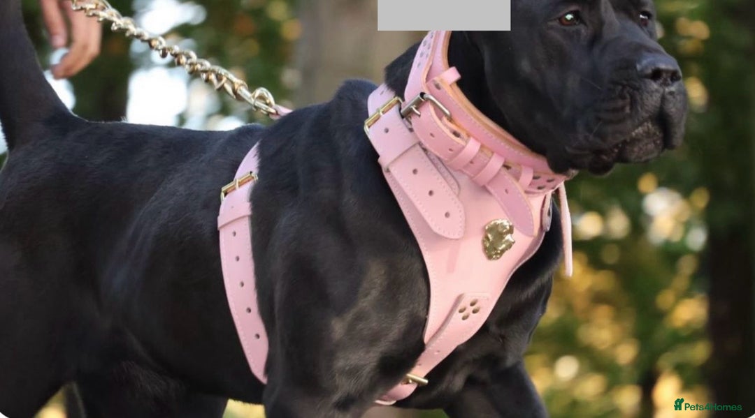 Presa Canario dogs for sale: Presa canario puppies (recognised breeder) - Image 9