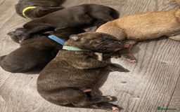 Mixed Breed dogs for sale: Came Corso X Puppies - Image 35