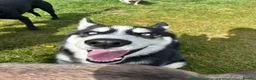 Siberian Husky dogs for sale: Blue  in Corby - Advert 12
