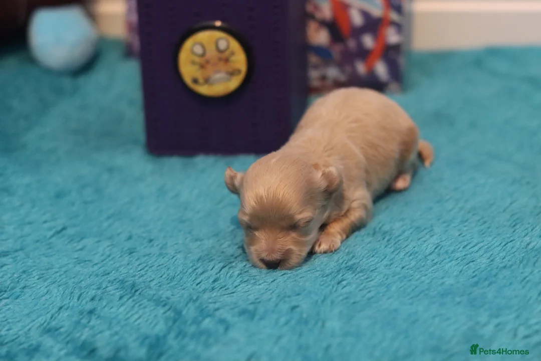 Maltipoo dogs for sale: 4 Apriciot F1 Maltipoo Puppies - Advert 19