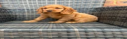 Cocker Spaniel dogs for sale: GoldenSHOW Type Cocker SPANIEL  in Iver - Advert 19