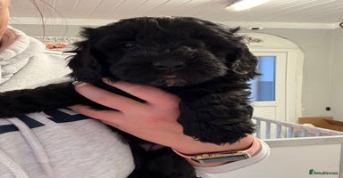 Sproodle dogs F2b Sproodle Puppies 2 boys and 1 girl remaining - Advert 1