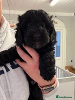 Sproodle dogs F2b Sproodle Puppies 2 boys and 1 girl remaining - Advert 1