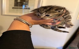 Mixed Breed cats for sale: Lovely mixed breed Kitrens for sale.  - Image 20