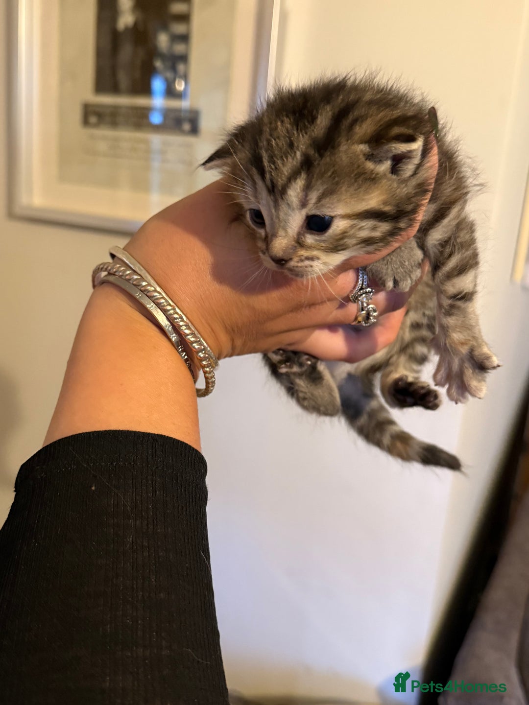 Mixed Breed cats for sale: Lovely mixed breed Kitrens for sale.  - Image 20