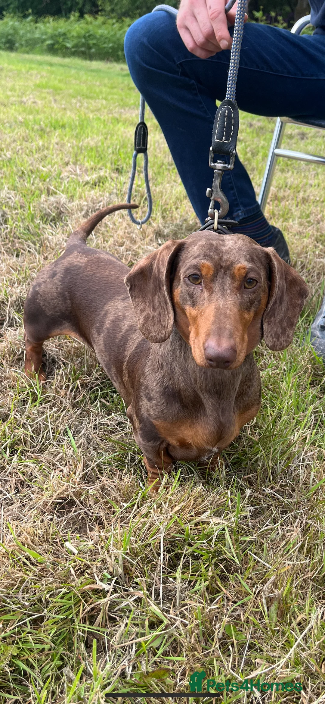 Miniature Dachshund dogs for stud: 🔥For stud proven miniature dachshund🔥   in Windsor - Advert 4