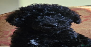 Mixed Breed dogs - Advert 3
