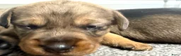 Mixed Breed dogs for sale: Miniature schnoxie/schnauzund puppy’s  - Advert 34
