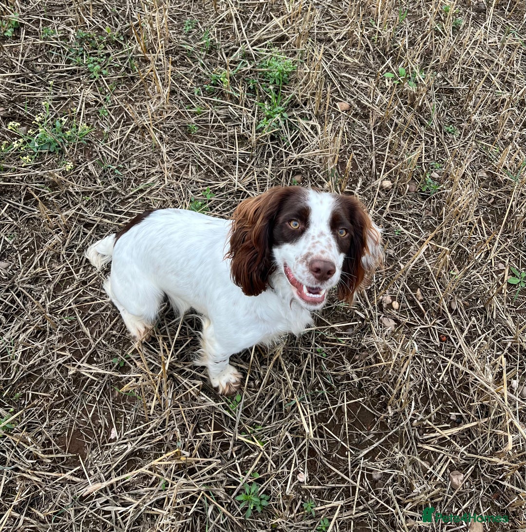 Cocker Spaniel dogs for sale: Extensively Health tested/KC REG Cocker Puppies - Image 16