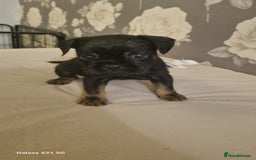 Mixed Breed dogs for sale: 4 french bulldog x boarder terror girls  - Image 3