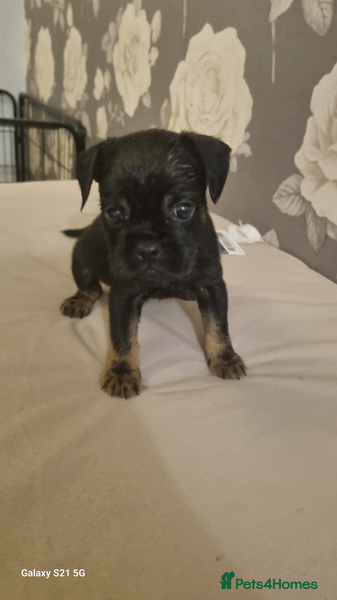 Mixed Breed dogs for sale: 4 french bulldog x boarder terror girls  - Image 3