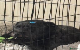 Patterdale Terrier dogs for sale: Patterdale terrier  - Image 1