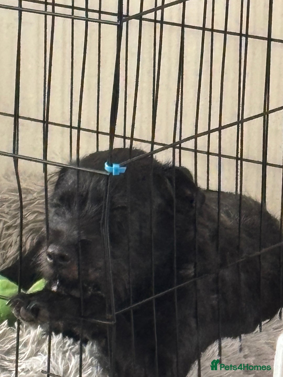 Patterdale Terrier dogs for sale: Patterdale terrier  - Image 1