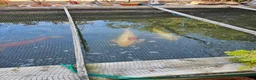 Koi Carp fish for sale: KioCarp  in Corby - Advert 12