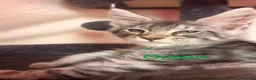 Maine Coon cats for sale: Maine Coon Kittens 🌟Tica Registered  - Advert 3