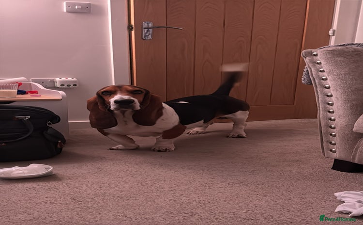 Basset Hound dogs - Advert 1