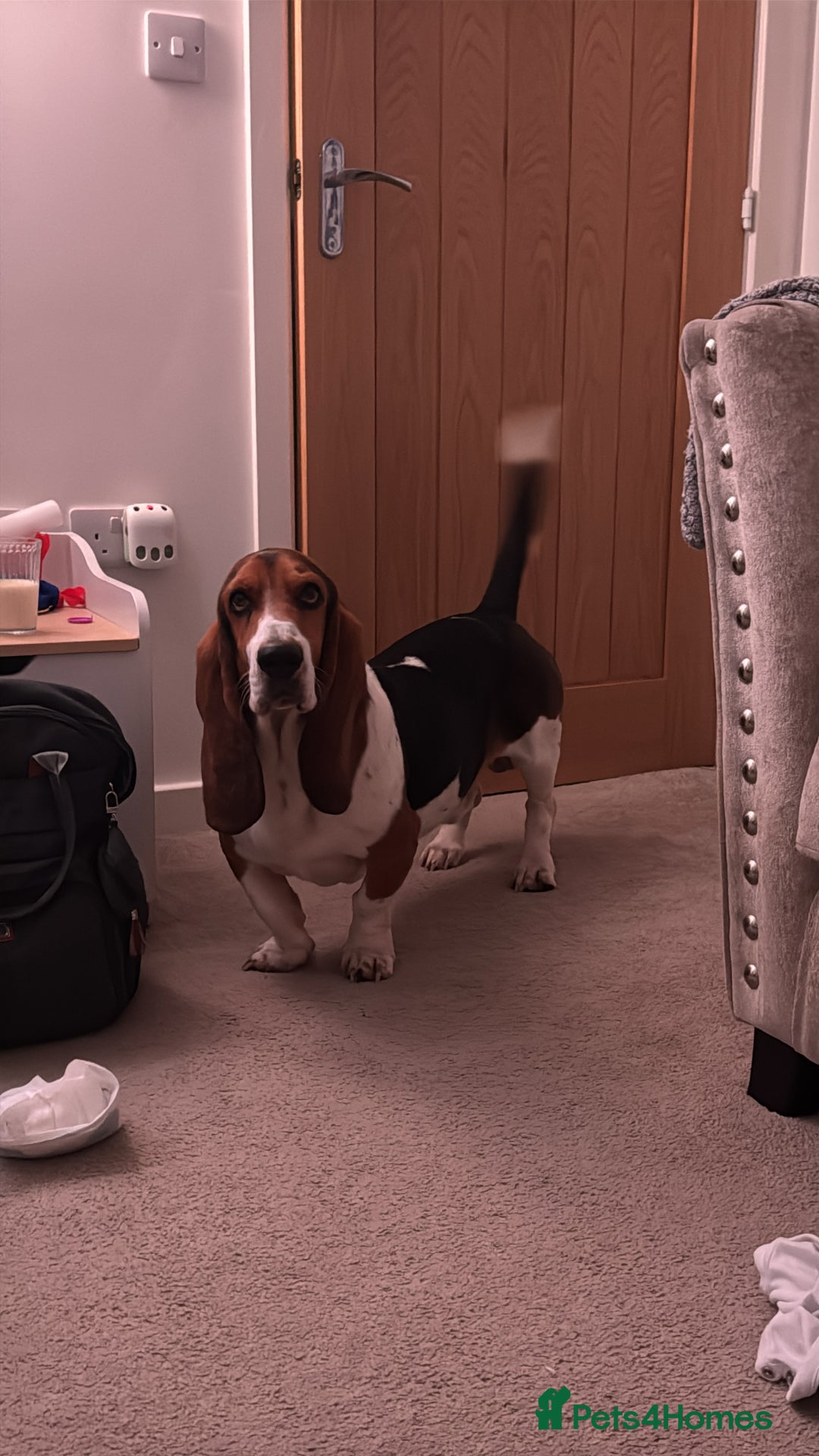 Basset Hound dogs for sale: Basset hound 3 years  - Image 1