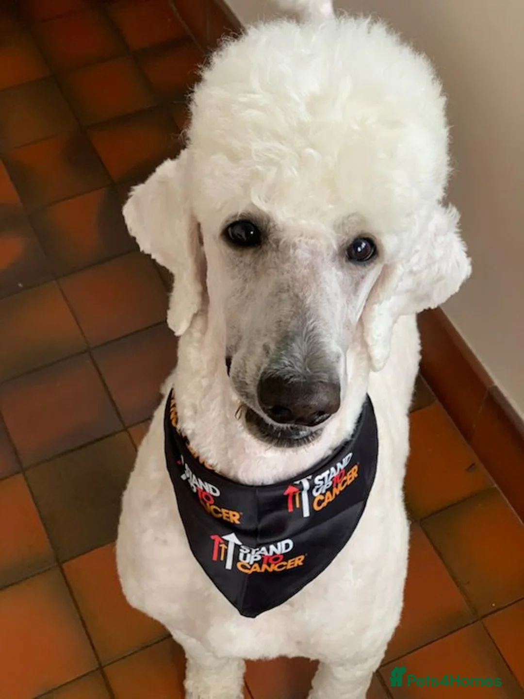 Standard Poodle dogs for sale: Sherlock the Standard Poodle - Case Closed! - Advert 4