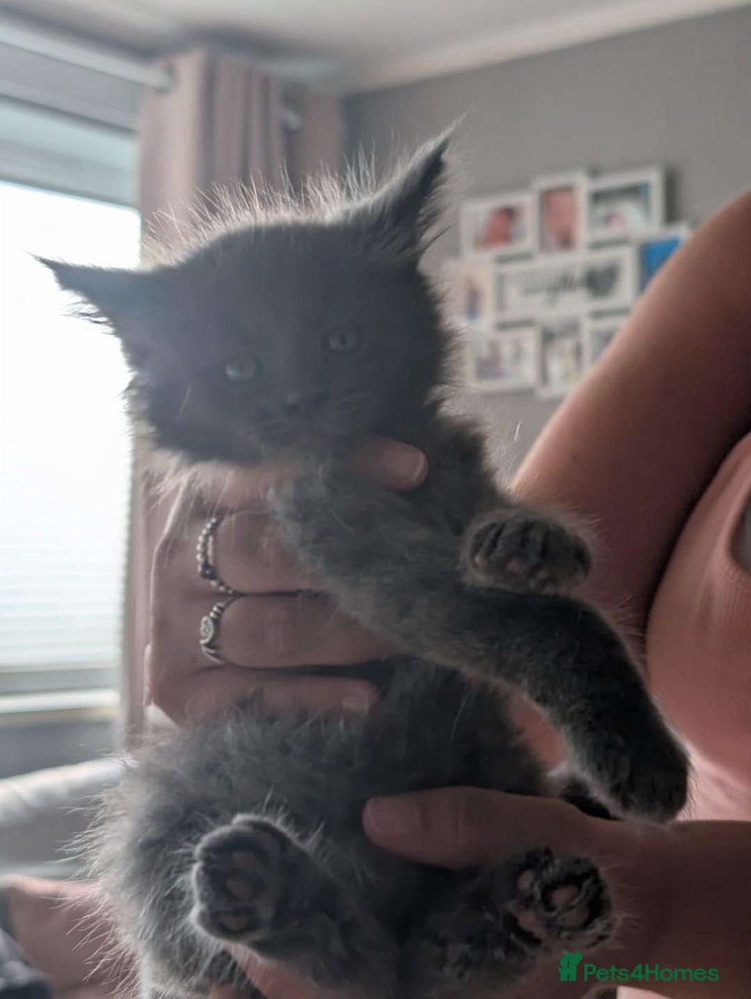 Maine Coon cats for sale: 8 beautiful maine coon kittens in Hayes - Image 6