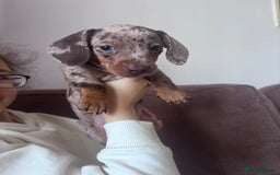 Miniature Dachshund dogs for sale: Kc reg miniature dachshund  - Image 18